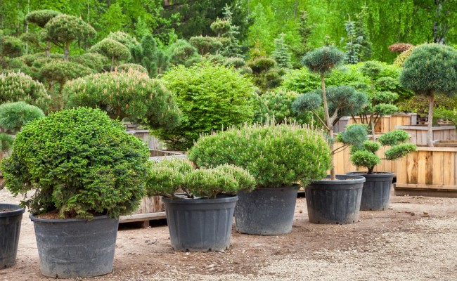 Pine in pots and bonsai garden plants on tree farm