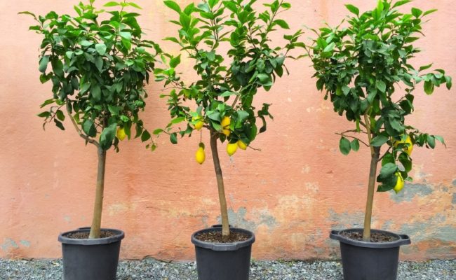 Lemon trees with ripe fruits, decorating house exterior.